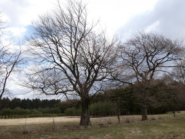 2024年4月2日エドヒガン樹形の写真