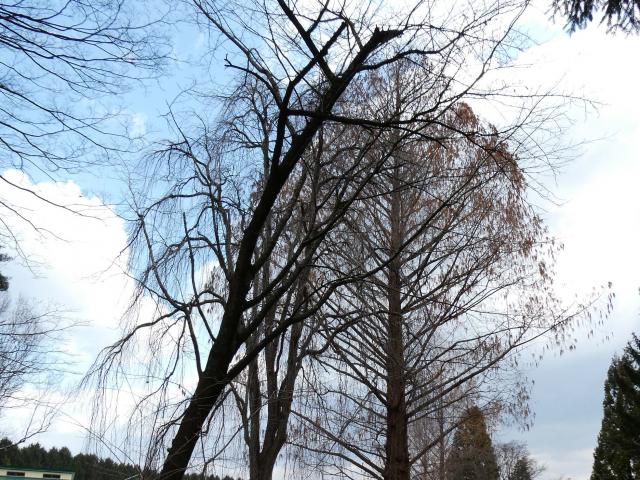 2024年4月2日染井吉野樹形の写真