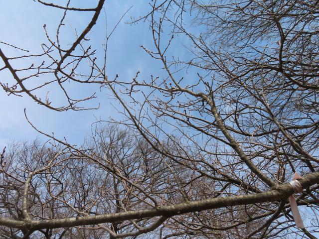 2024年4月4日エドヒガン花芽の写真