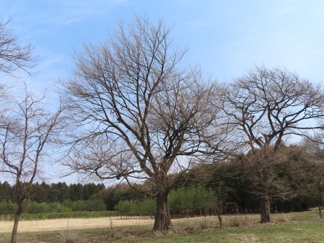 2024年4月4日エドヒガン樹形の写真
