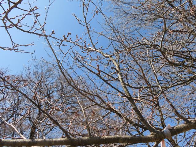 2024年4月10日エドヒガン花芽の写真