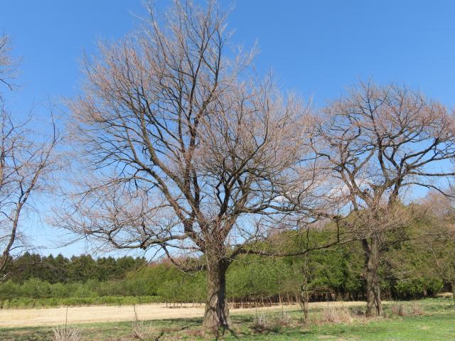 2024年4月10日エドヒガン樹形の写真