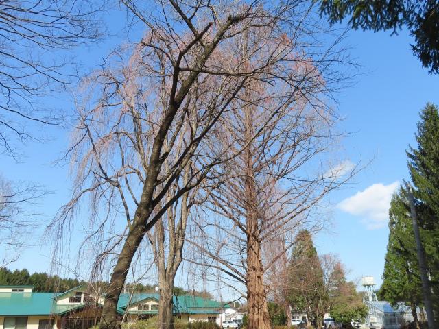 2024年4月10日染井吉野樹形の写真