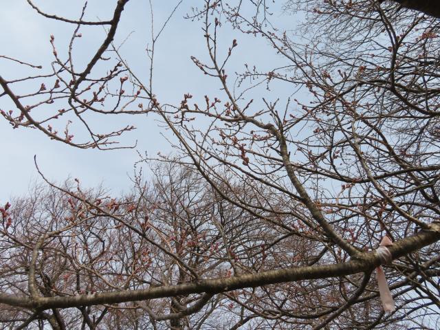 2024年4月12日エドヒガン花芽の写真