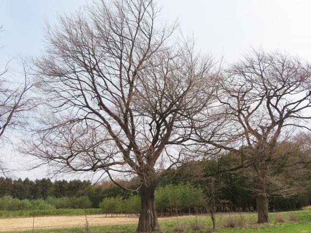 2024年4月12日エドヒガン樹形の写真