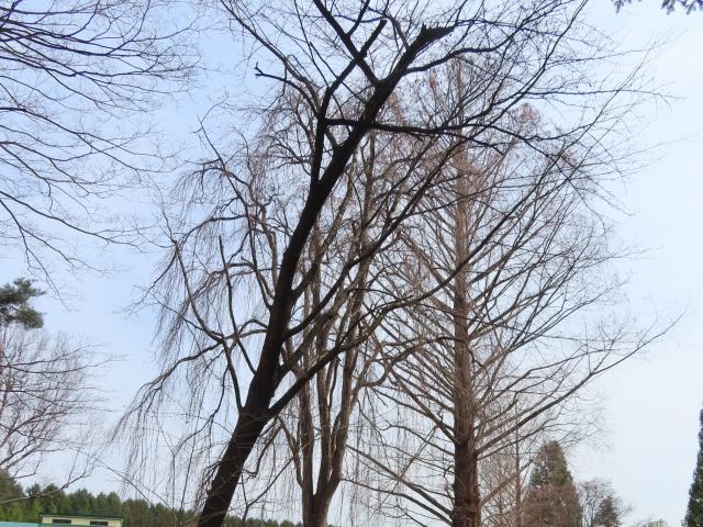 2024年4月12日染井吉野樹形の写真