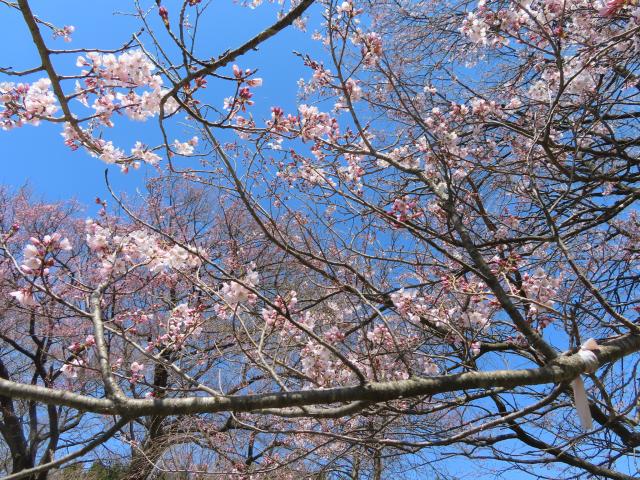2024年4月15日エドヒガン花芽の写真