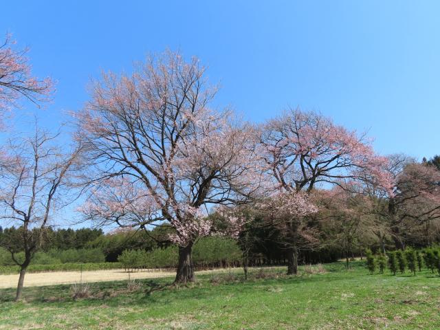 2024年4月15日エドヒガン樹形の写真