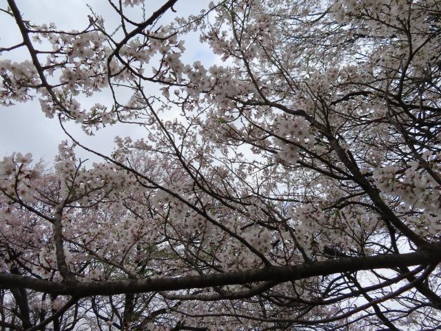 2024年4月18日エドヒガン花芽の写真