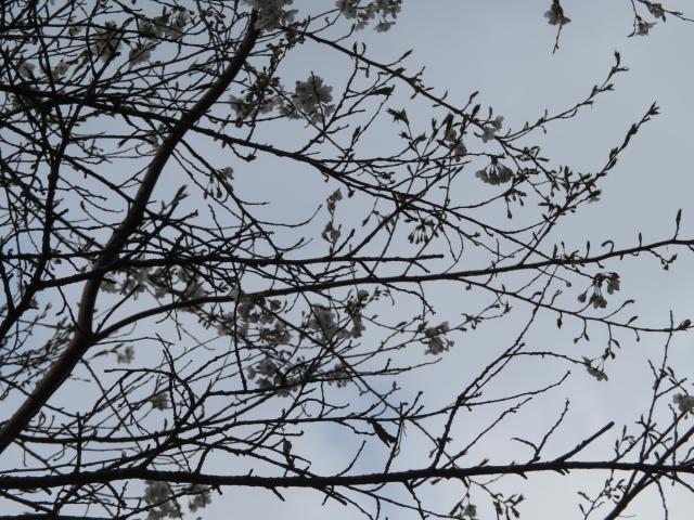 2024年4月18日染井吉野花芽の写真