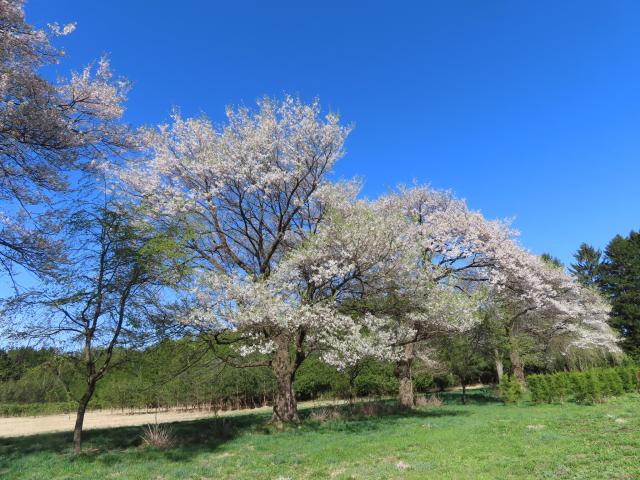 2024年4月22日エドヒガン樹形の写真