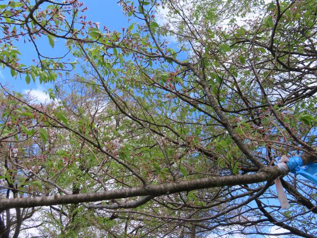 2024年4月25日エドヒガン花芽の写真