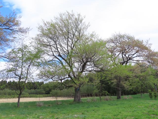 2024年4月25日エドヒガン樹形の写真