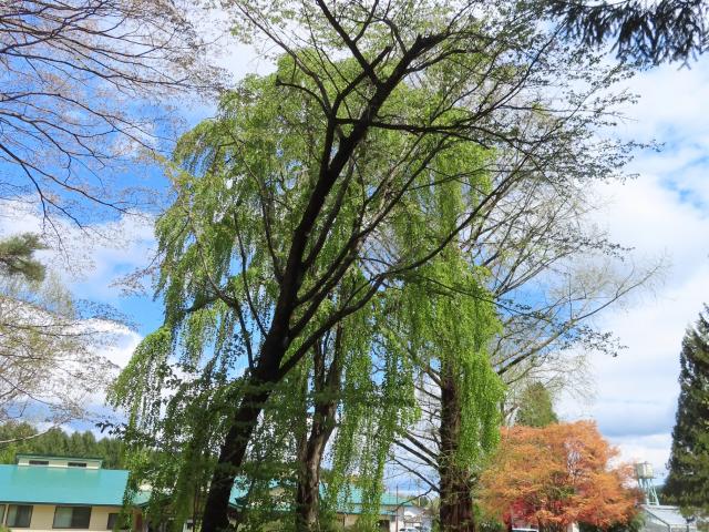 2024年4月25日染井吉野樹形の写真