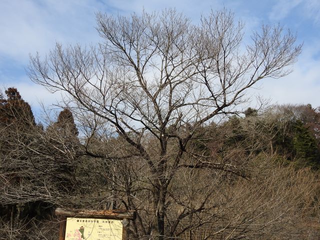 2024年2月29日エドヒガン樹形の写真