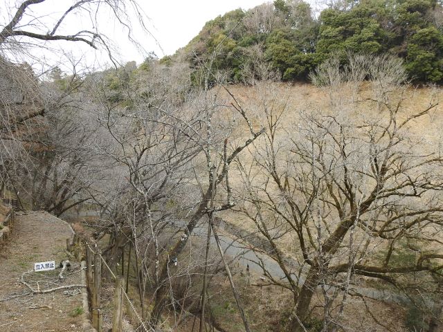 2024年2月29日カンヒザクラ樹形の写真