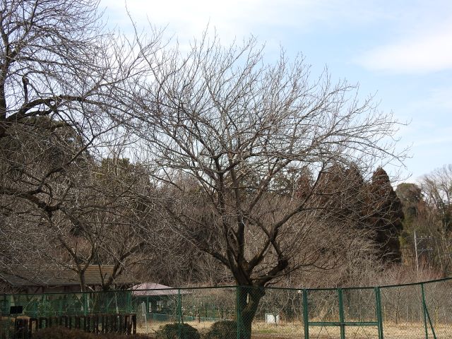 2024年2月29日関山樹形の写真