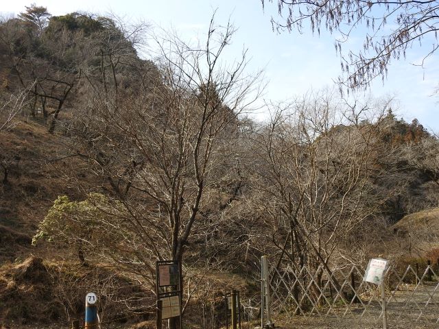 2024年2月29日ミヤマザクラ樹形の写真