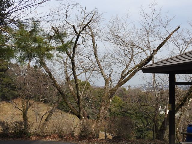 2024年2月29日オオシマザクラ樹形の写真
