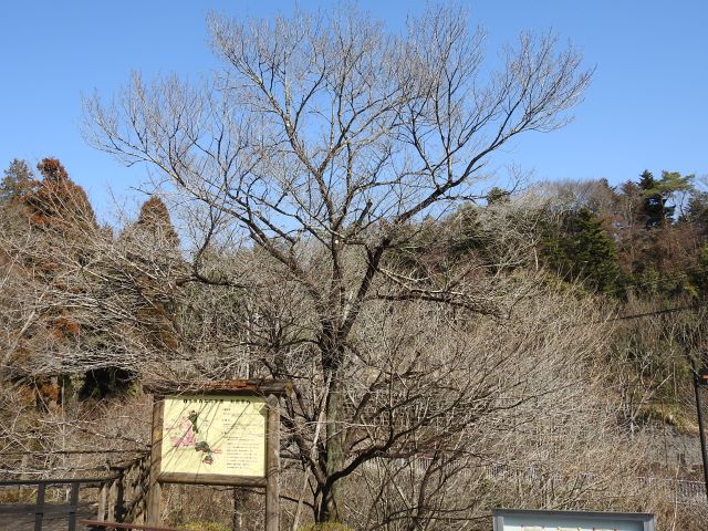 2024年3月4日エドヒガン樹形の写真