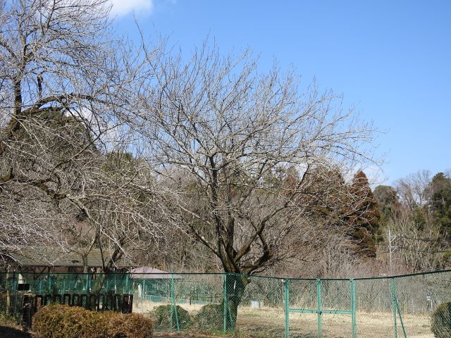 2024年3月4日関山樹形の写真