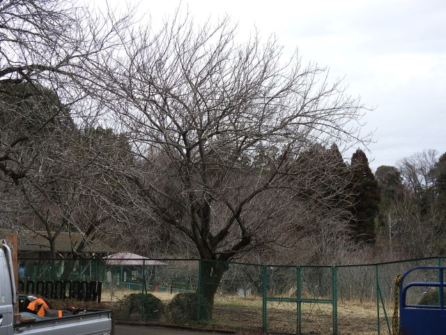 2024年3月7日関山樹形の写真