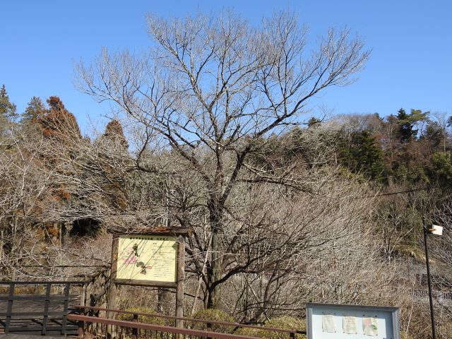 ed-t