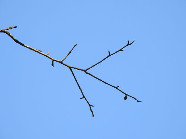 mi-f