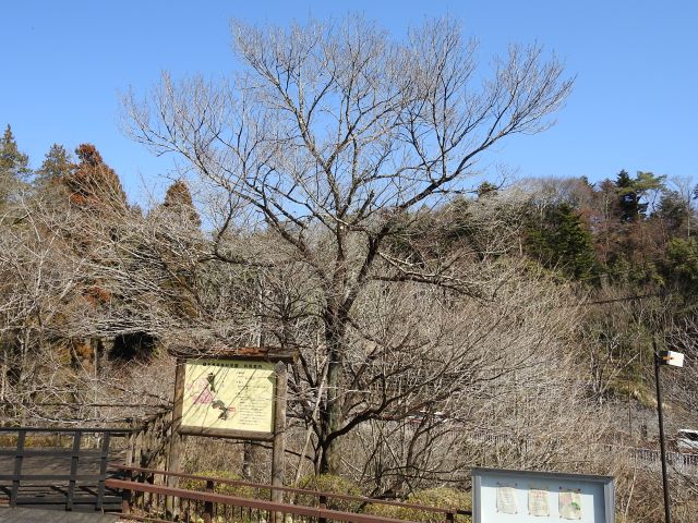 edo-t