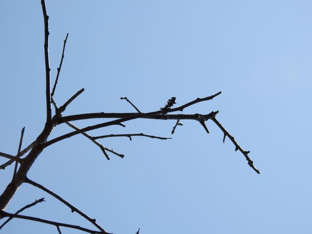 kan-f
