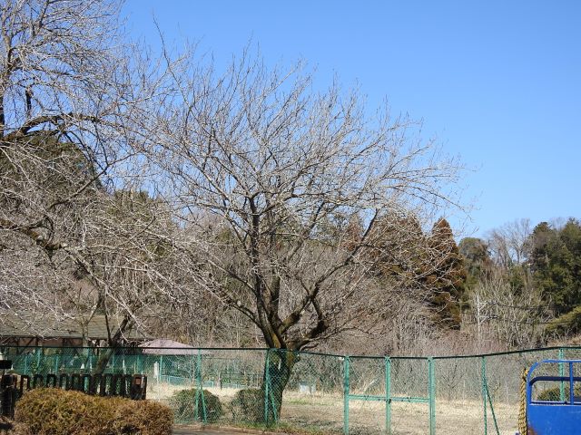 kan-t