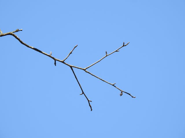 mi-f