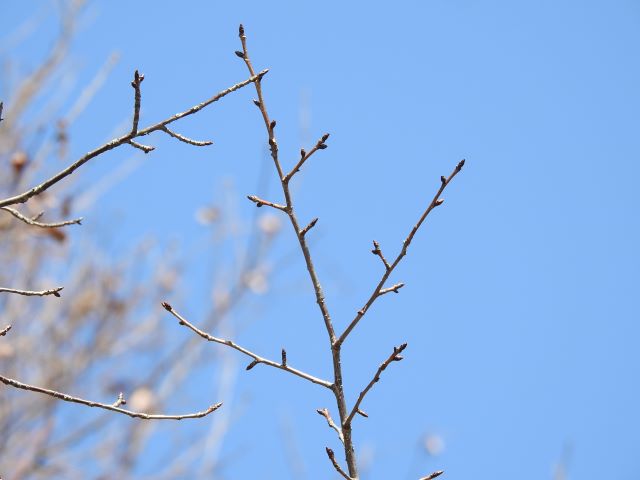 os-f