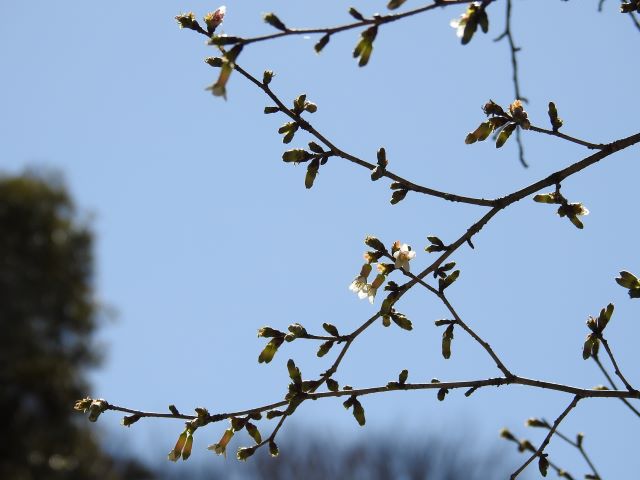 2024年3月18日チョウジザクラ花芽の写真