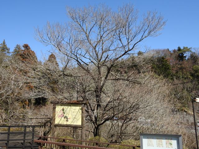 2024年3月18日エドヒガン樹形の写真
