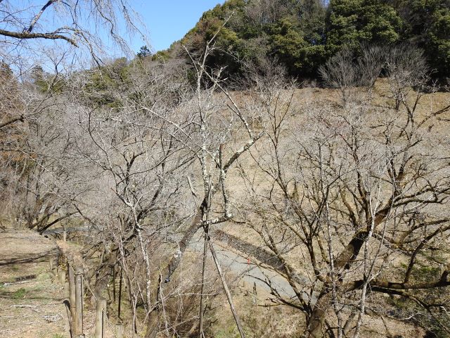 2024年3月18日カンヒザクラ樹形の写真