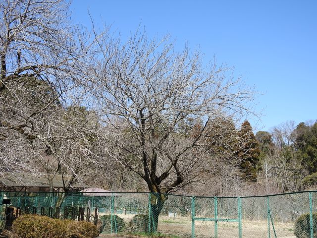2024年3月18日関山樹形の写真
