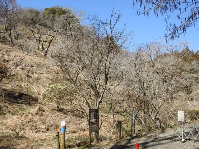 2024年3月18日ミヤマザクラ樹形の写真