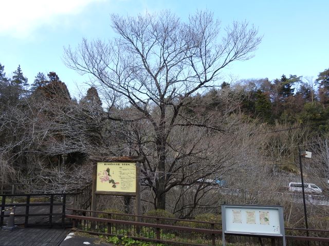 2024年3月21日エドヒガン樹形の写真