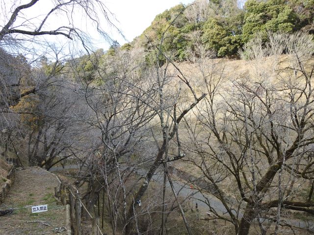 2024年3月21日カンヒザクラ樹形の写真