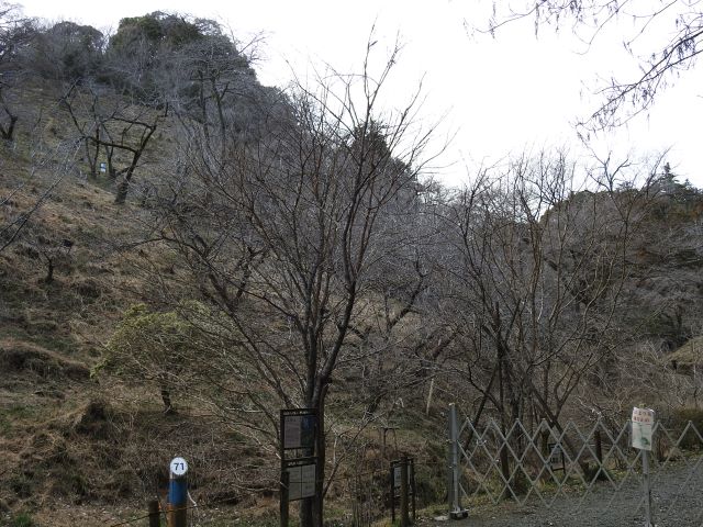 2024年3月21日ミヤマザクラ樹形の写真