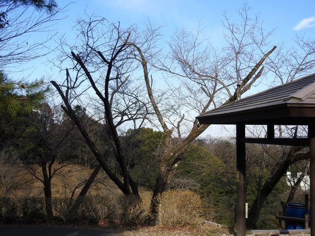 2024年3月21日オオシマザクラ樹形の写真