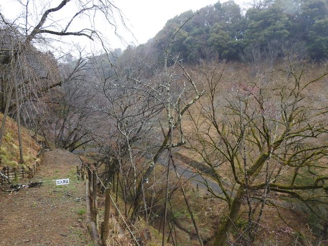 2024年3月25日カンヒザクラ樹形の写真
