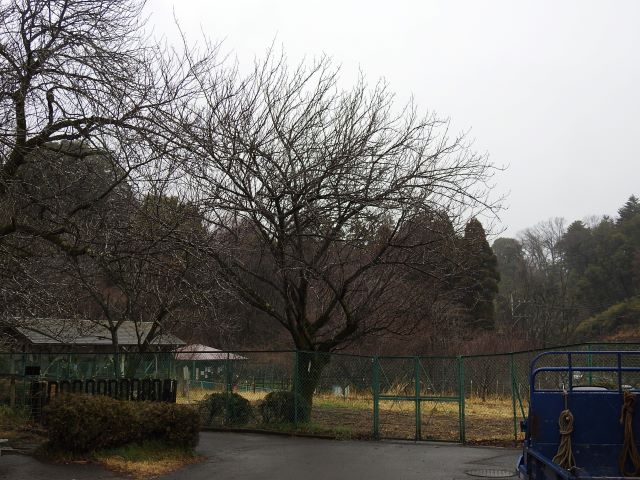 2024年3月25日関山樹形の写真