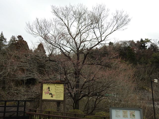 2024年3月28日エドヒガン樹形の写真