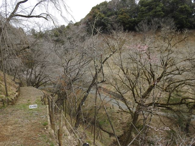 2024年3月28日カンヒザクラ樹形の写真