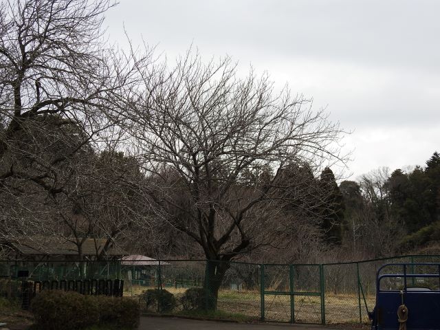 2024年3月28日関山樹形の写真