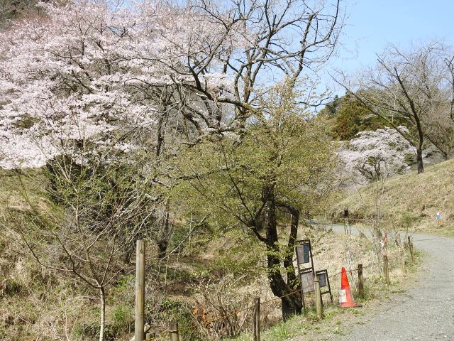 2024年4月2日チョウジザクラ樹形の写真