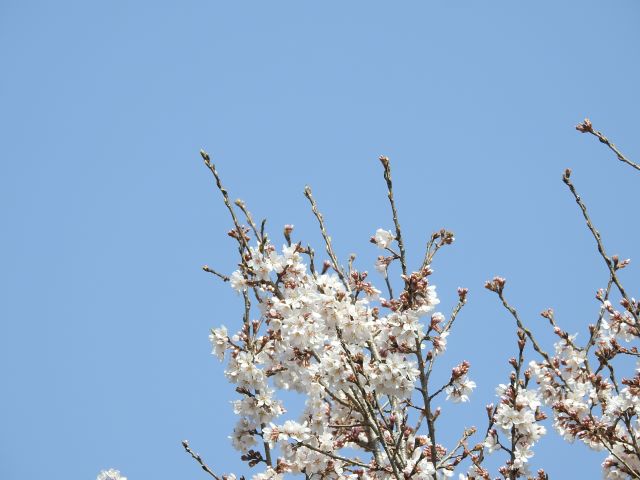 2024年4月2日エドヒガン花芽の写真