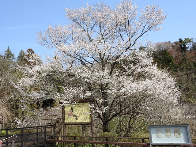 2024年4月2日エドヒガン樹形の写真